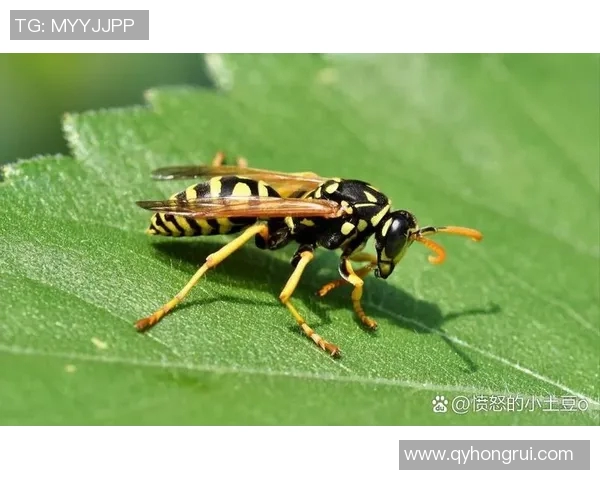 黄蜂生态习性、生活方式与人类共生关系研究分析 黄蜂生态习性、生活方式与人类共生关系研究分析